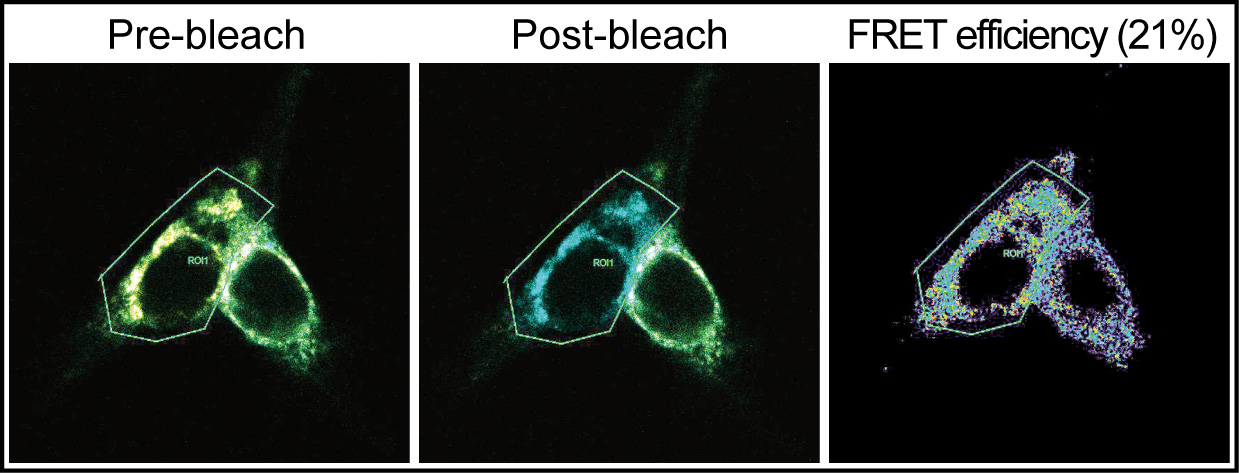 Enlarged view: Bleaching of fluorescent cells.